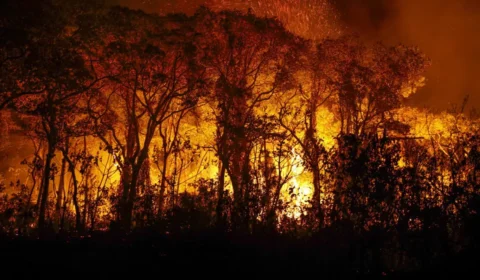 Incêndios na Amazônia empobrecem a diversidade da floresta