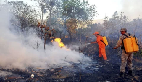 Focos de queimadas caem 79% no Tocantins