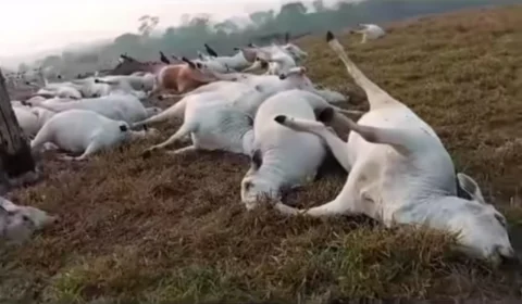 Raio mata quase 100 cabeças de gado em RO durante tempestade