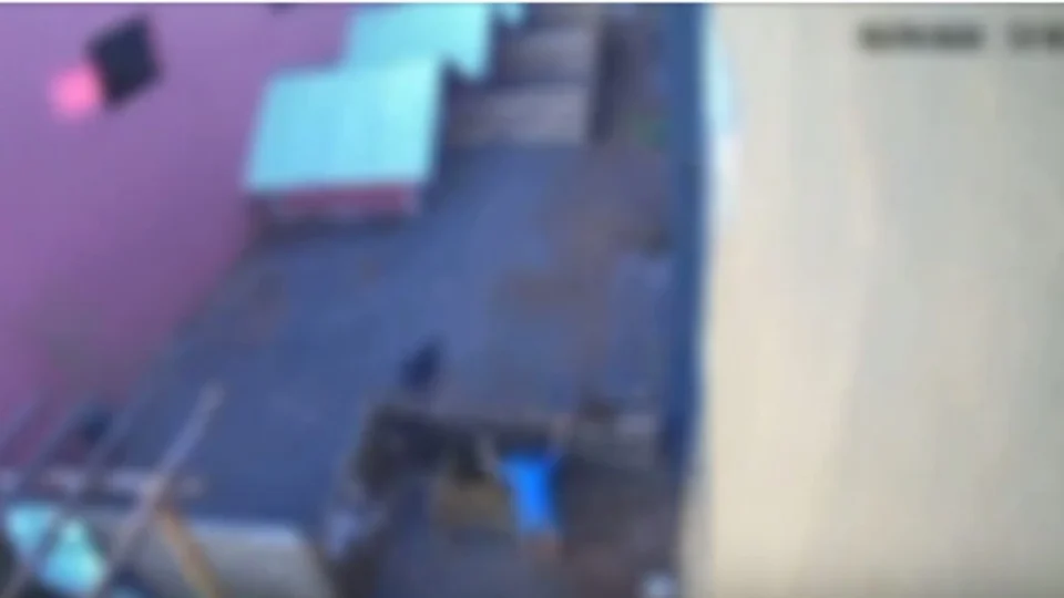 Reação da criança que matou 23 animais ao ser confrontada surpreende dono de clínica no PR