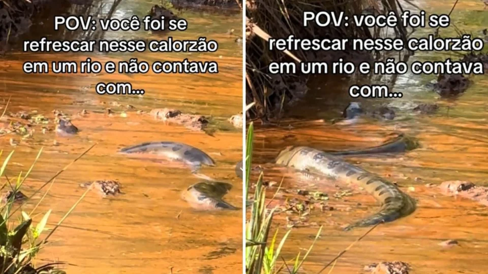 Sucuri gigante surpreende banhista em rio de Goiás; assista vídeo