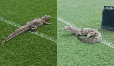 VÍDEO: Jacaré invade centro de treinamento do Vasco e viraliza