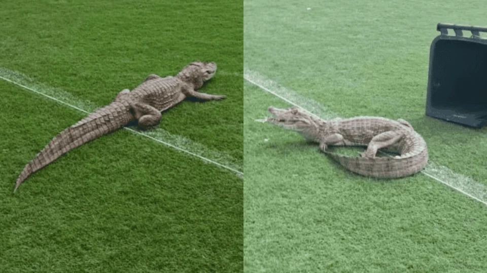 VÍDEO: Jacaré invade centro de treinamento do Vasco e viraliza