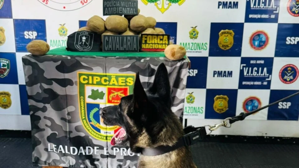 Cão encontra mais de 18kg de cocaína em formato de batata em embarcação no AM