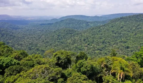 As 10 maiores florestas do mundo; A Amazônia não é maior; confira ranking