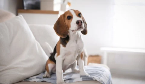 10 nomes de personagens da Nickelodeon para cachorros