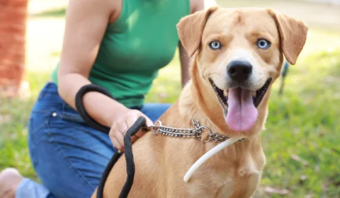 Castra Pet: município lança site para agendamento de castração em Palmas