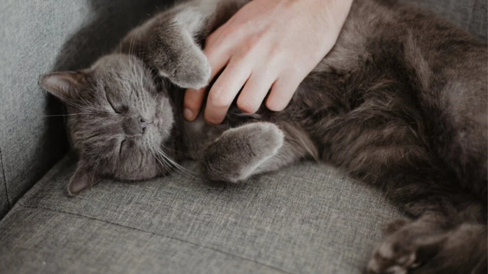 4 características do gato da raça chartreux