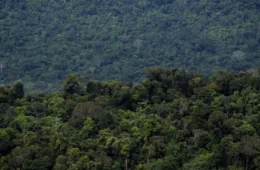 Dinamarca reforça apoio ao Fundo Amazônia com doação milionária