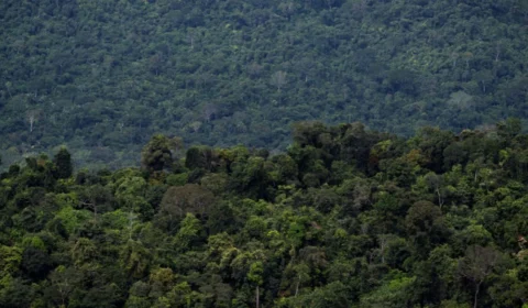 Dinamarca reforça apoio ao Fundo Amazônia com doação milionária