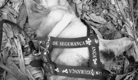 Cachorro morre durante viagem de Manaus e família denuncia falta de cuidado