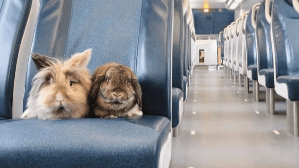 Justiça autoriza transporte de coelho em cabine de avião com os tutores