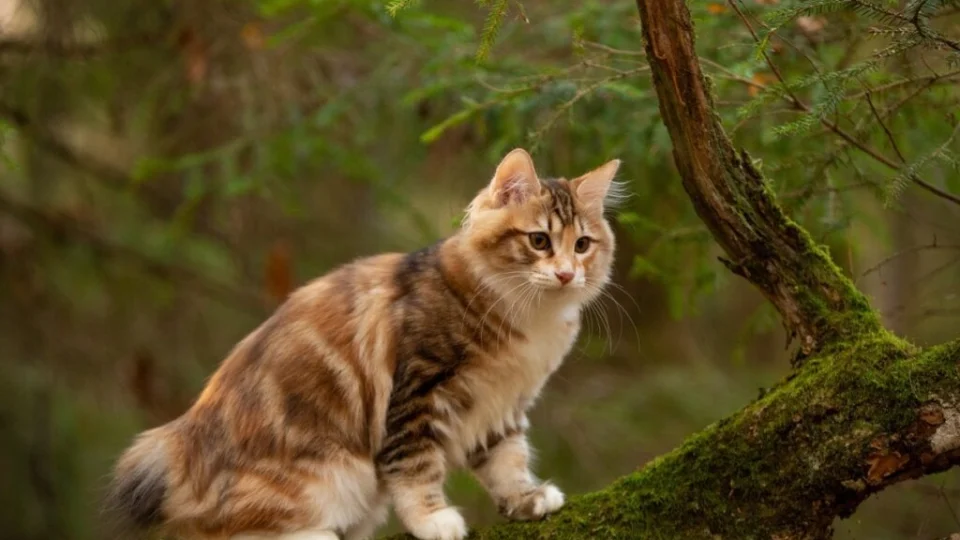 10 nomes para gatas inspirados em princesas da Disney