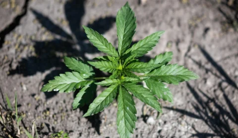 Distribuição de medicamentos à base de canabidiol é aprovada no Amazonas