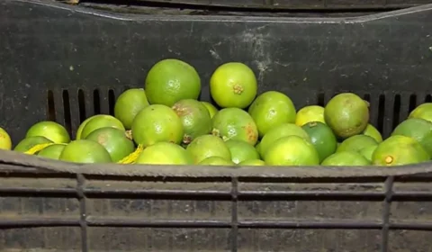 Azedou! Preço do limão aumenta nas feiras em Manaus