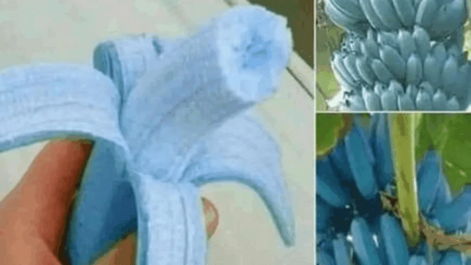 Banana azul existe: Conheça a fruta que tem gosto de baunilha e parece sorvete