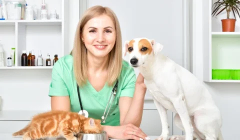 8 especialidades veterinárias e quando procurar cada uma delas