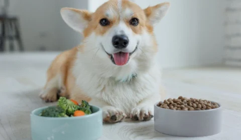 5 benefícios da alimentação natural para os animais