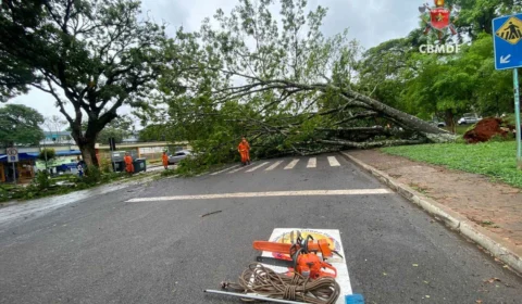 Árvore de grande porte cai em região do DF e danifica carros estacionados