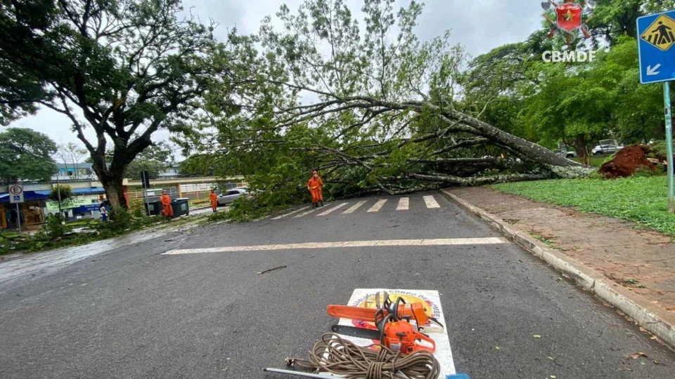 Árvore de grande porte cai em região do DF e danifica carros estacionados