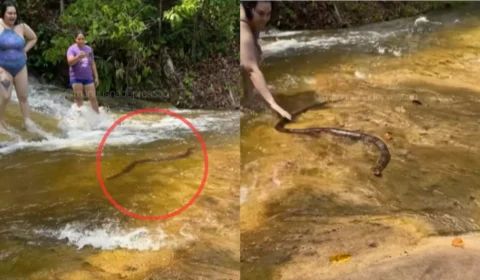 Banhista decide enfrentar cobra em Presidente Figueiredo (AM); desfecho surpreende