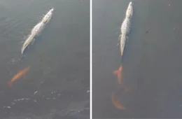 VÍDEO: Botos são filmados brincando com jacaré-açu em Roraima