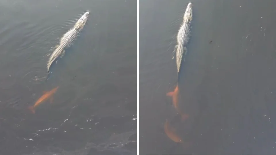 VÍDEO: Botos são filmados brincando com jacaré-açu em Roraima