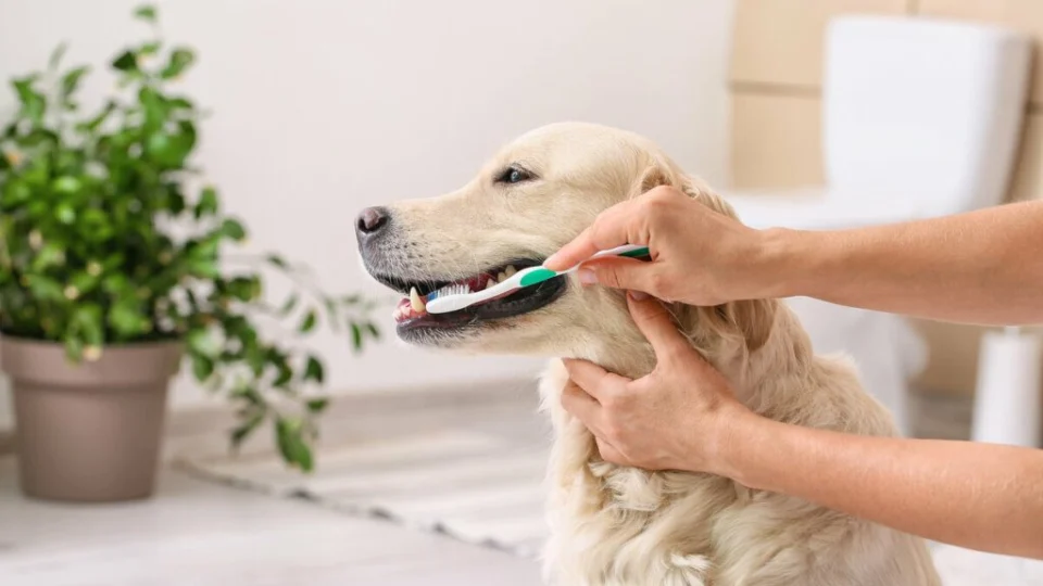 8 dicas para o cachorro envelhecer com mais saúde