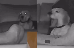 VÍDEO: cachorro tenta disfarçar o que fez de errado e câmera de segurança registra tudo