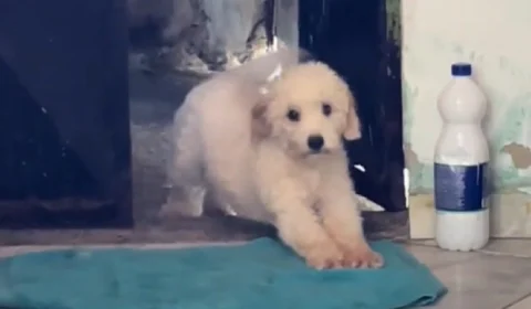 VÍDEO: cachorro arteiro dribla castigo com plano engenhoso e viraliza