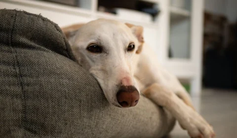 5 dicas para reduzir o estresse do cachorro durante a chuva