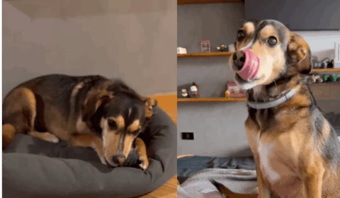 VÍDEO: cachorro brasileiro só obedece comandos em inglês e viraliza