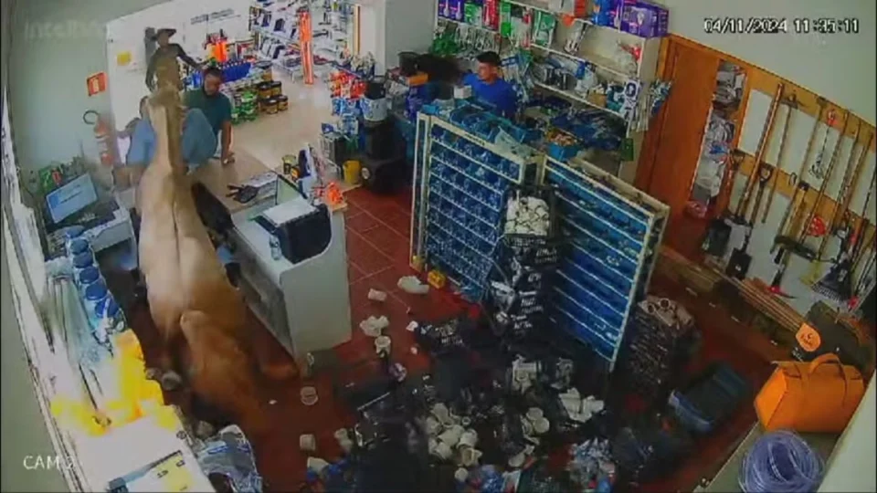 Cavalo invade loja em Palmeiras das Missões (RS) e causa caos; assista vídeo