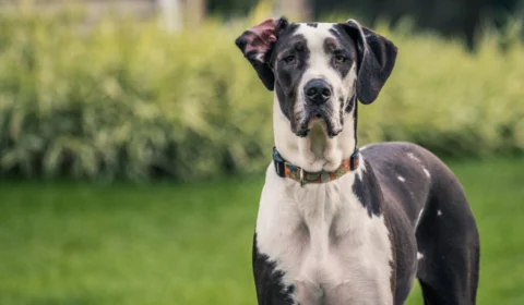 8 maiores raças de cachorro do mundo