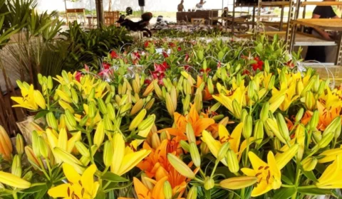 Expo Verde Flor: tradicional feira traz variedade em flores de Holambra em Palmas