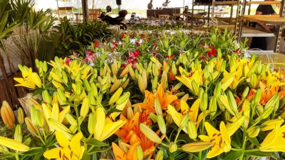 Expo Verde Flor: tradicional feira traz variedade em flores de Holambra em Palmas