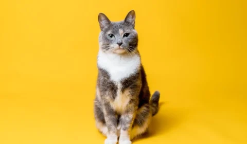 10 nomes de personagens do Cartoon Network para gatos 