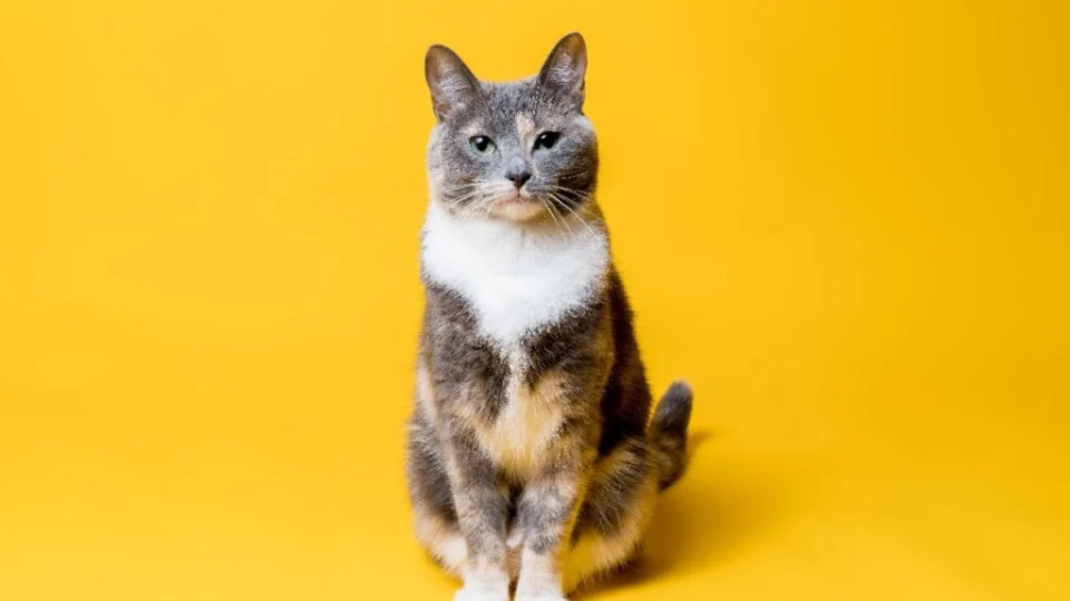 10 nomes de personagens do Cartoon Network para gatos 