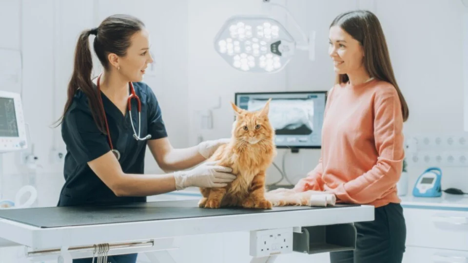 Veja como proteger seu animal dos riscos de envenenamento