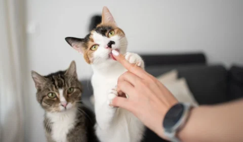 7 motivos pelos quais o gato lambe o tutor 