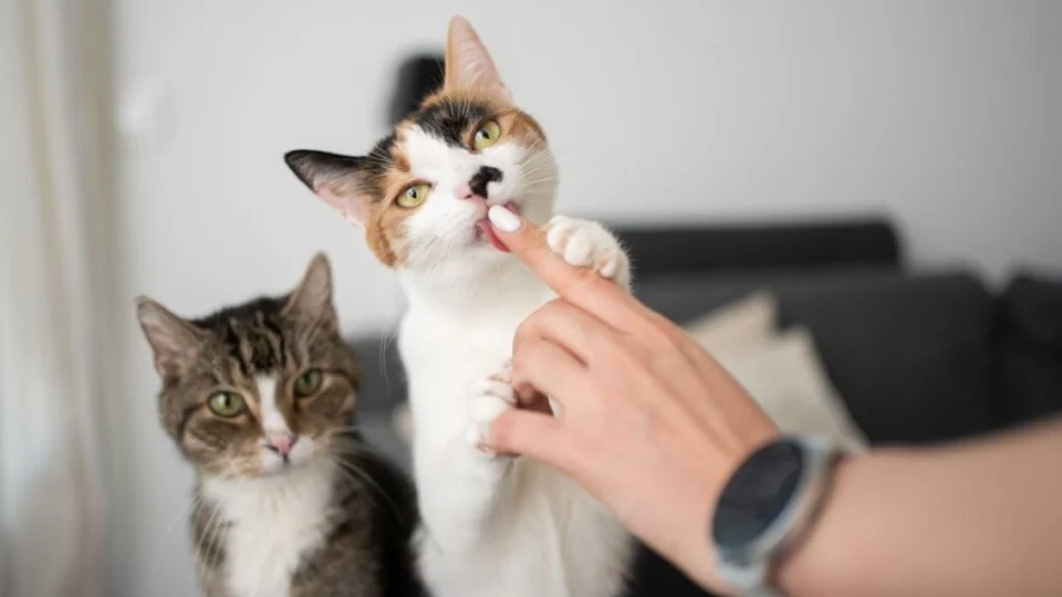 7 motivos pelos quais o gato lambe o tutor 