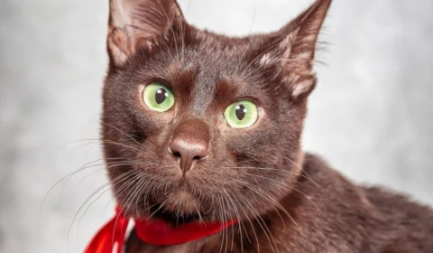 4 características do gato da raça havana