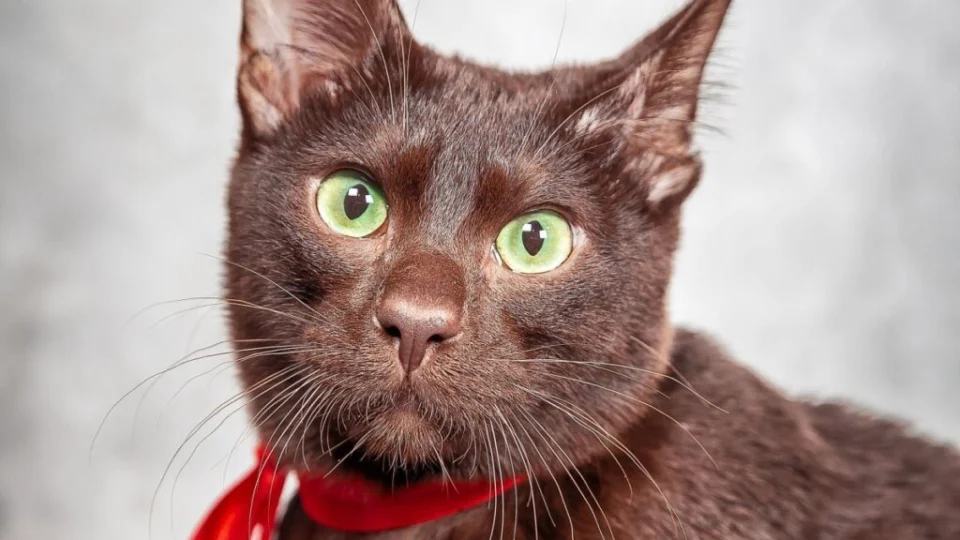 4 características do gato da raça havana