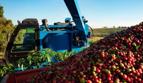 Café produzido em Rondônia tem redução de imposto aprovado
