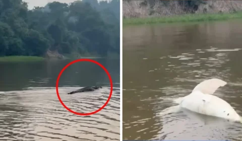 Jacaré ataca boto cor-de-rosa no Rio Guaporé em Rondônia; assista vídeo