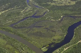 Maior parte da Mata Atlântica tem menos de 30% de vegetação nativa