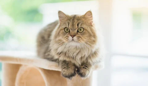 10 raças indicadas para quem nunca teve um gato 