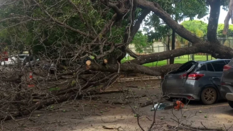 Chuvas fortes causam queda de árvores em diversas regiões do DF