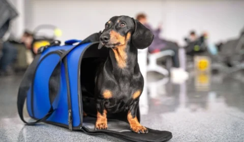 Conheça as novas regras para o transporte aéreo de animais 