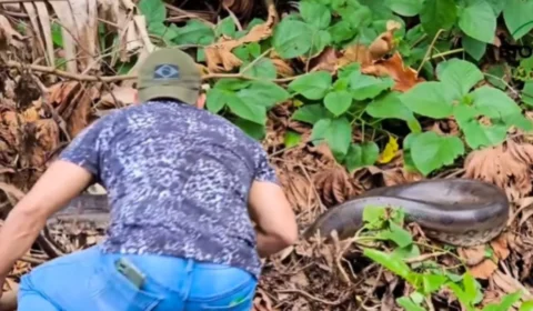 VÍDEO: sucuri de 4,5 metros é encontrada em quintal de casa